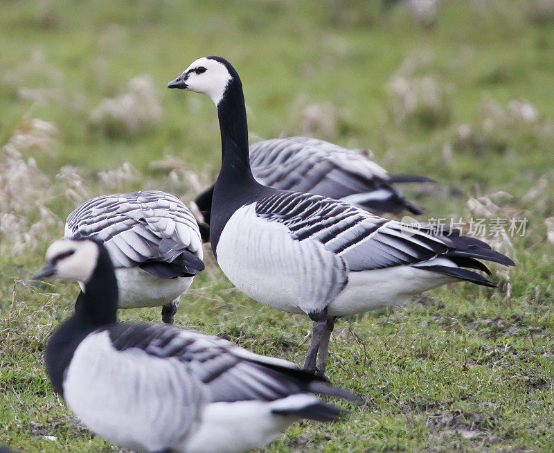 藤壶鹅(Branta leucopsis)